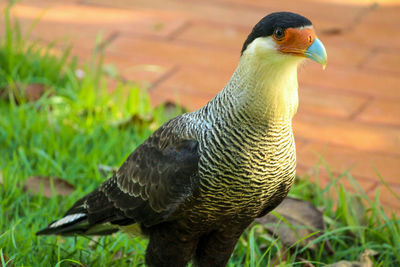 Close-up of bird perching on grass