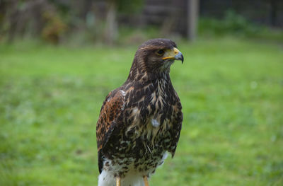 Close up of a harris hawk 