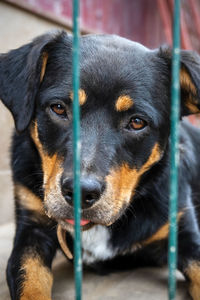 Close-up portrait of dog