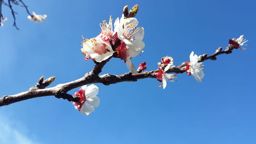 Low angle view of cherry blossoms against sky