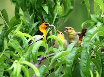 Close-up of bird perching on tree