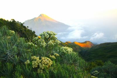 Plants growing on field against sky