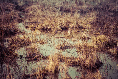 High angle view of dry grass on land