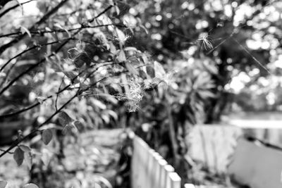 Close-up of flowers on tree