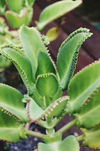 Close-up of succulent plant