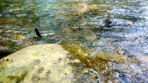 High angle view of fish swimming in sea