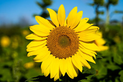 The common sunflower is a large-flowered, bright summer flower in various shades of yellow and red.