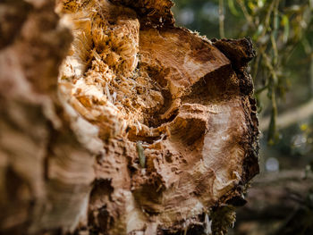 Close-up of mushroom on tree stump