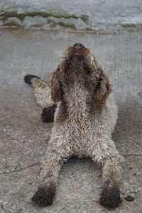 Dog sitting on footpath