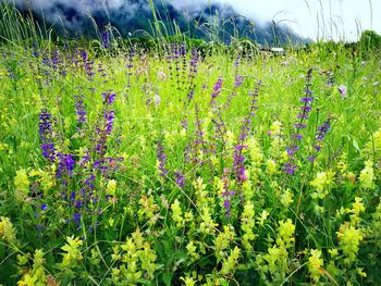 Purple flowering plants on field