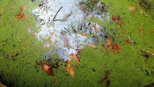 Close-up of grass in water