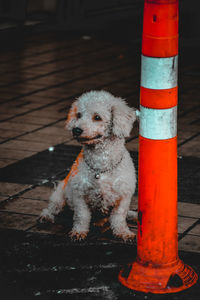 Portrait of dog sitting outdoors