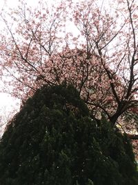 Low angle view of tree against sky