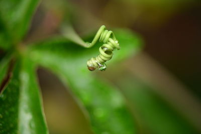 Close-up of fern outdoors