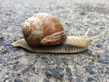 Close-up of snail