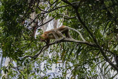 Low angle view of monkey on tree in forest