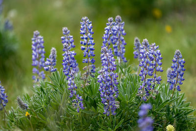 Close-up of purple flowering plants on field