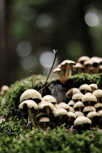 Close-up of mushrooms growing on field