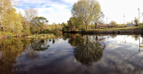 Reflection of trees in water