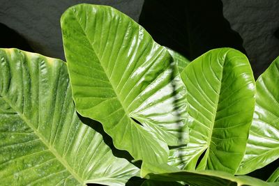 Close-up of fresh green plant