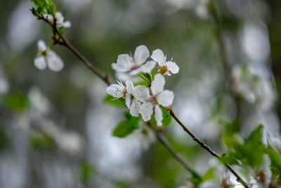 Close-up of white cherry blossom tree