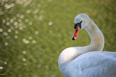 Close-up of swan in lake