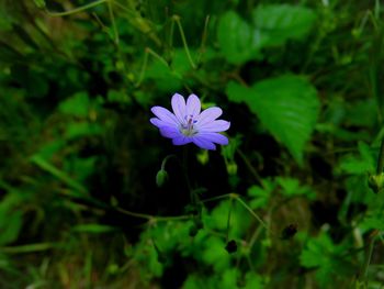 Close-up of purple flowers