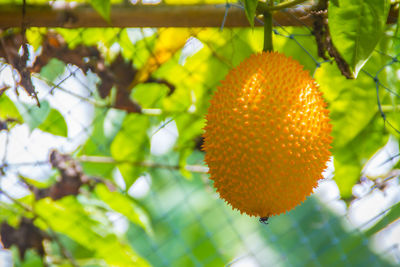 Close-up of fruit growing on tree