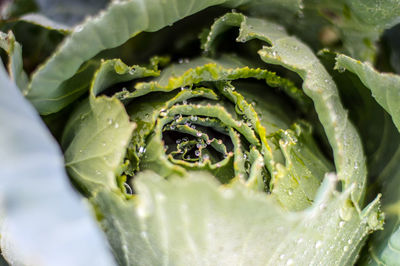 Close-up of fresh green cabbage leaves