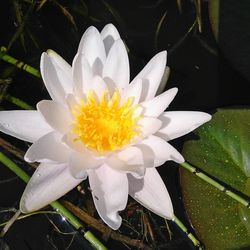 Close-up of water lily in lake