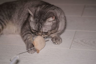 Close-up portrait of british shorthair cat 