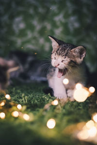 Close-up of a cat