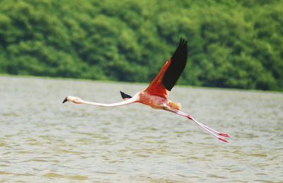 Bird flying over lake