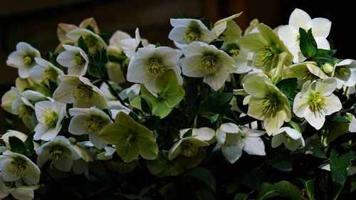 Close-up of white flowering plants