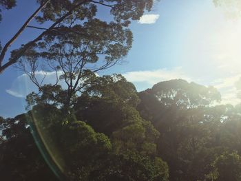 Low angle view of trees in forest against sky