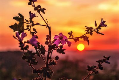 Close-up of flowering plants against orange sky