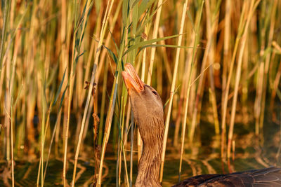 View of bird on field