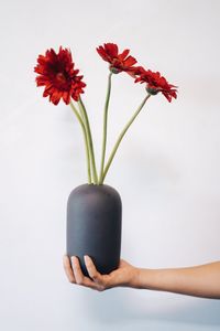Midsection of person holding red rose against white background