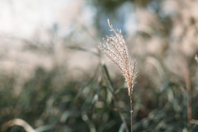 Close-up of wheat growing on field