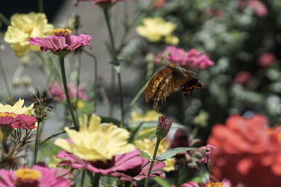 Close-up of butterfly pollinating on pink flower