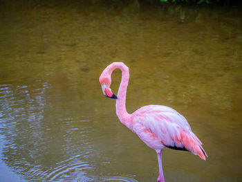 Bird on a lake