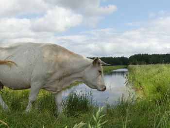 Cow standing in a field