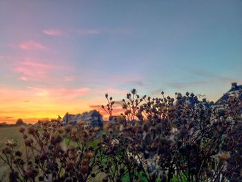 Plants growing on field against sky during sunset