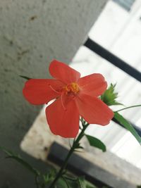 Close-up of red flowers