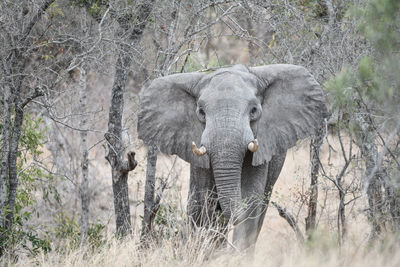 Elephant in a forest