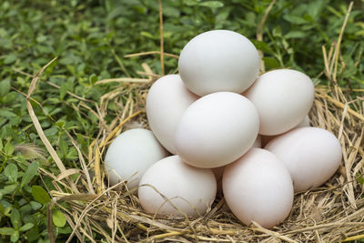 High angle view of eggs in nest