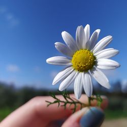 Close-up of hand holding white flowering plant