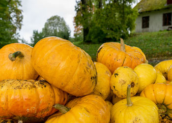 Pumpkins on field