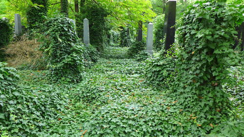 Plants growing in forest