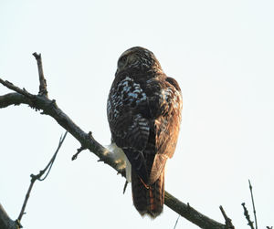 Low angle view of eagle perching on a tree